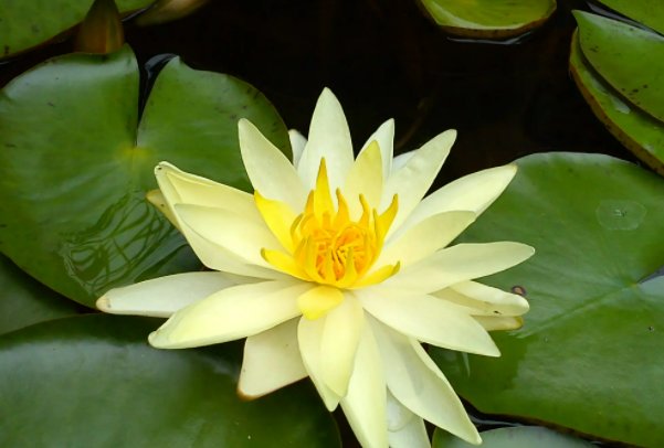 青莲是什么意思