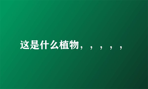 这是什么植物，，，，，