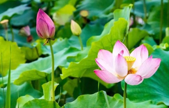 清水出芙蓉，天然去雕饰全诗。