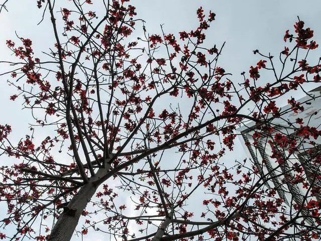 六年级上册饱经风霜的大树原文是什么？