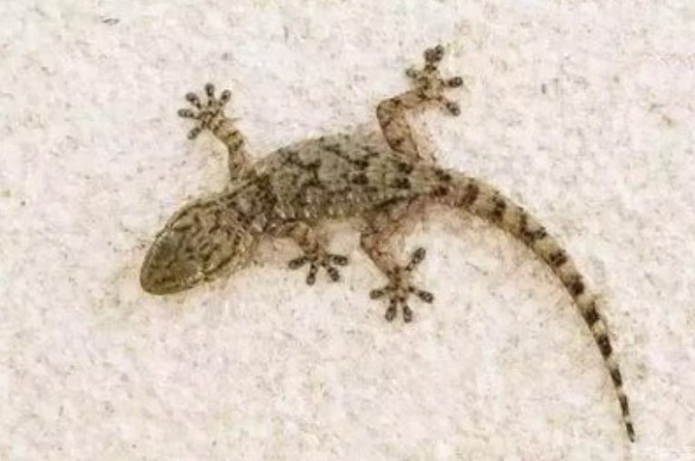 小动物的尾巴有什么作用？