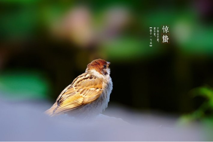 蚂蚁庄园惊蛰的蛰什么意思