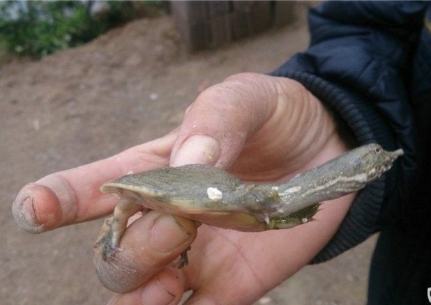 小甲鱼吃什么，是放在水里养着吗？