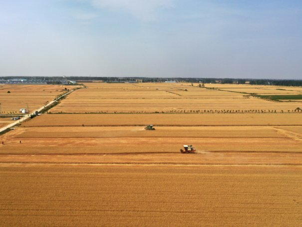小麦十月几号种最合适