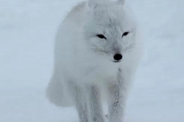 什么动物可以变色