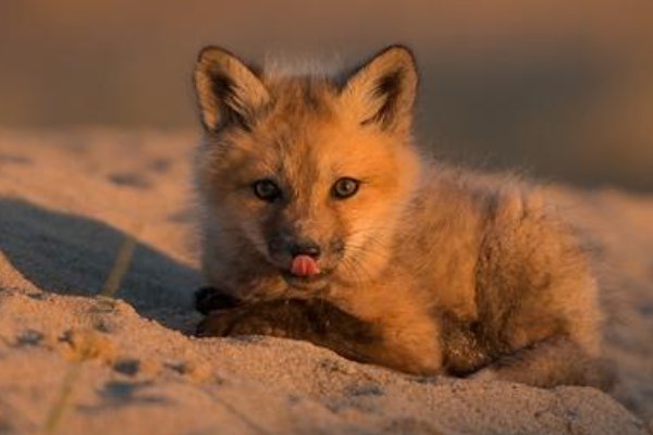 有哪些马虎的故事