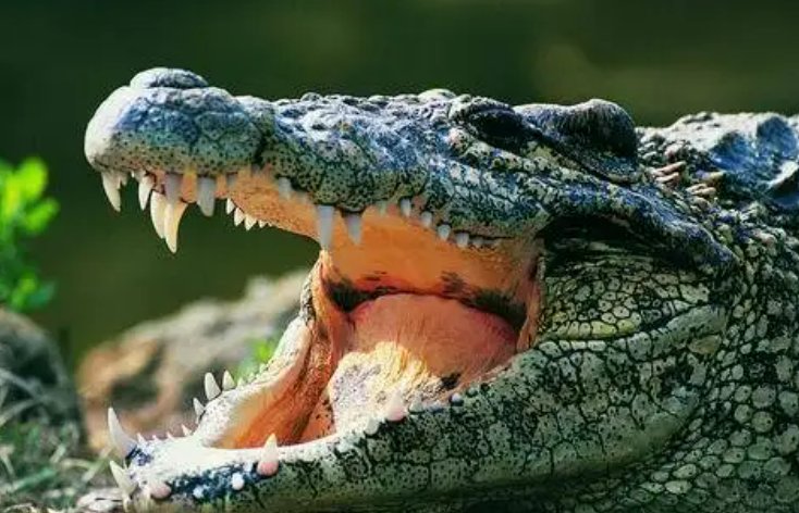 鳄鱼有舌头吗