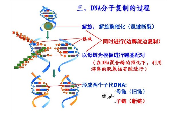 dna复制的特点