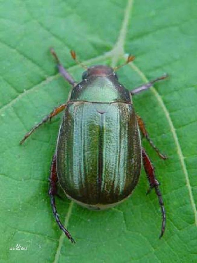 金龟毒的毒发时间