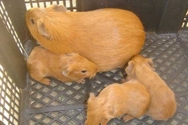 黄豚养殖，黄豚养殖技术视频，怎样养殖黄豚