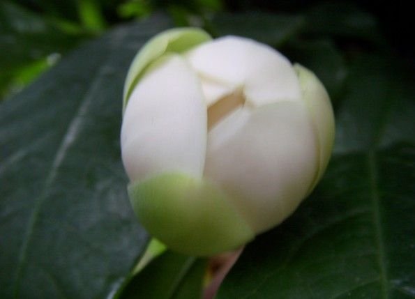 夜香木兰的栽培技术