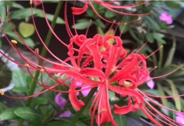 什么花花语是杀戮的