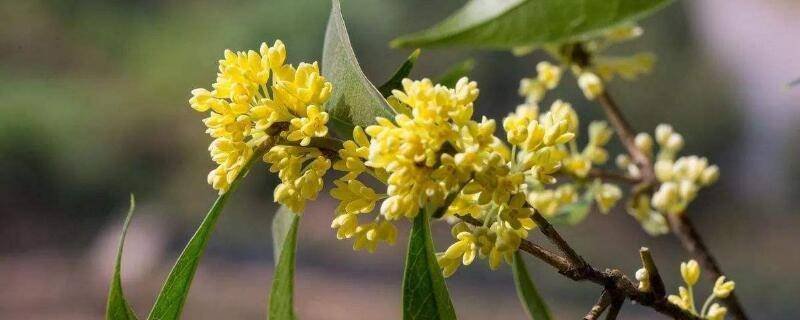 月月桂是四季桂吗？