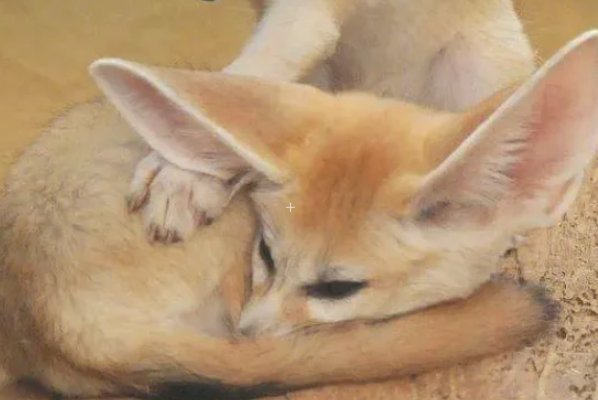 动物尾巴的作用有哪些一年级