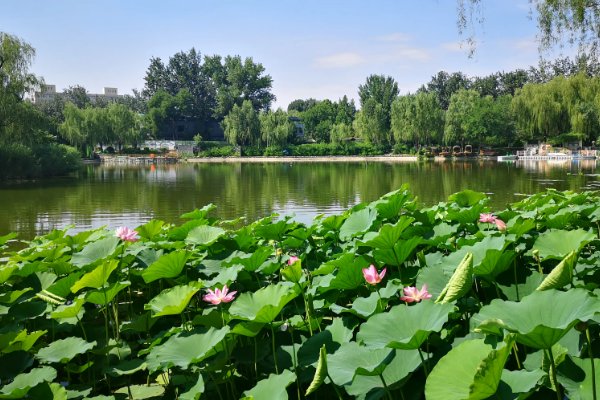 池塘边的景色描写