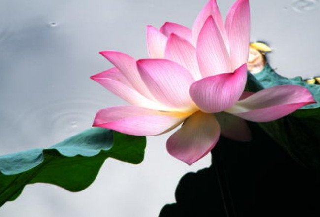 荷花是什么季节开的’？