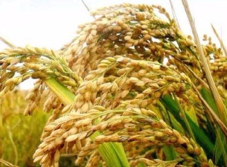 小时青青似野草,老来满头金珠宝打植物