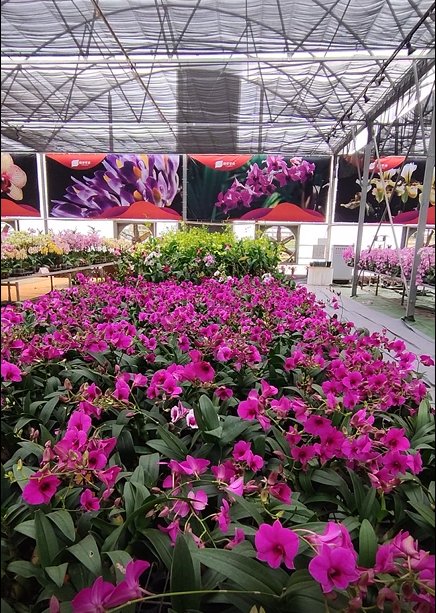 向往的生活6在昌江哪拍的？周边有哪些好玩的？