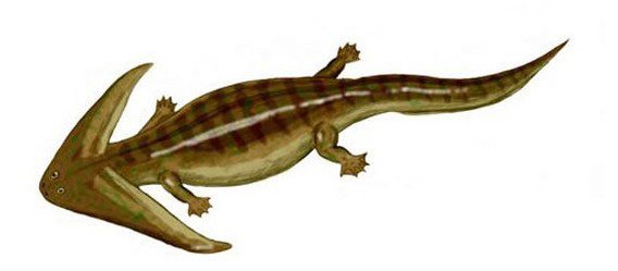 笠头螈的笠头螈-背景资料