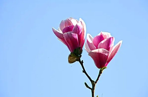 玉兰花为什么先开花后长叶