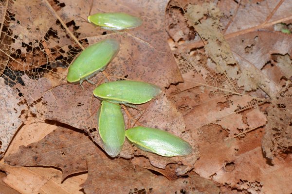 古巴蟑螂的特征