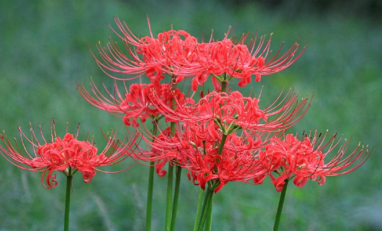 哪些花象征着死亡,黑暗,寂寞,无望,绝望??