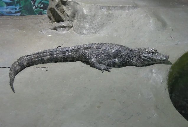 鼍神是什么动物