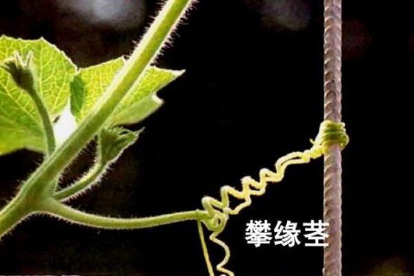 攀缘茎和缠绕茎的区别是什么？
