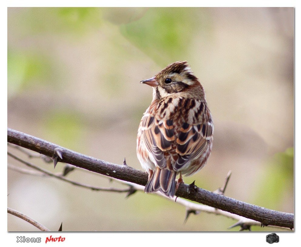 田鹀的生活习性