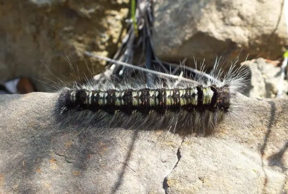 昆虫记松毛虫内容概括?