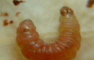 枣树的主要虫害有哪些?怎样防治?