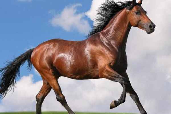 笑谈人生打一个生肖动物