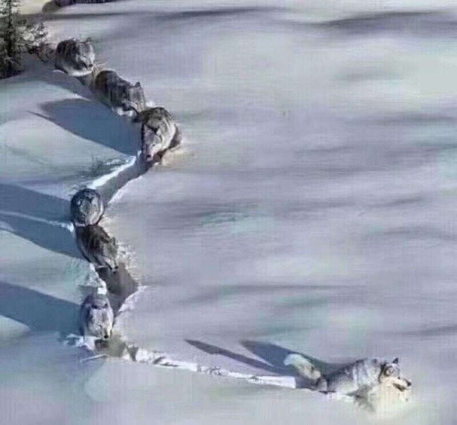 领头人和领路人的区别