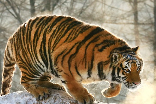 手到擒来是什么意思又形容比喻什么生肖