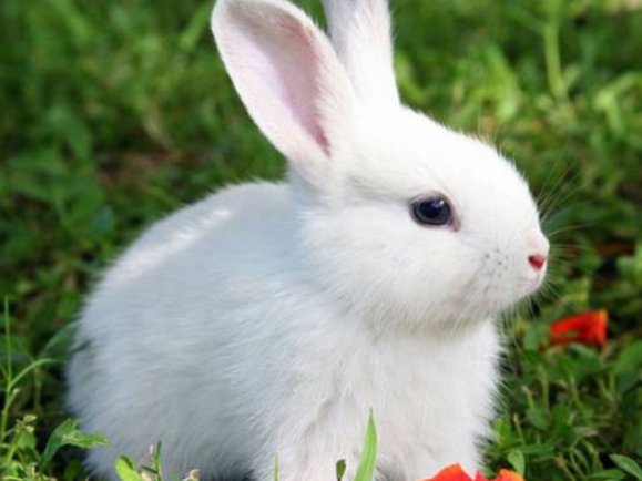 一夜春肖值千金,花有清香月有阴是什么动物