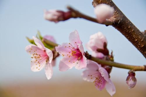 三月份开什么花？