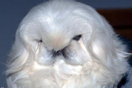 鹰叭犬的三大特点