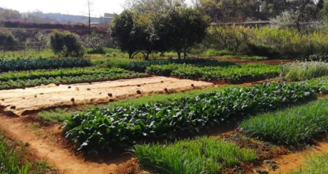 星期一、星期二、星期三、星期四……