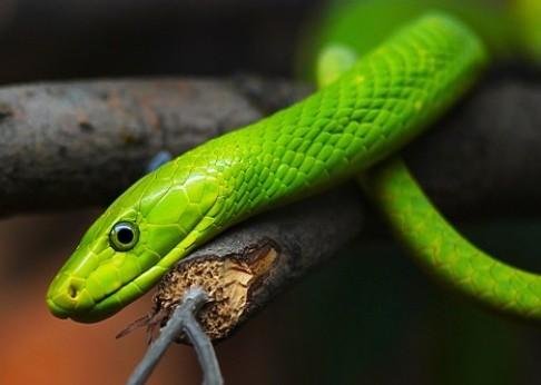 家中有蛇怎么办?