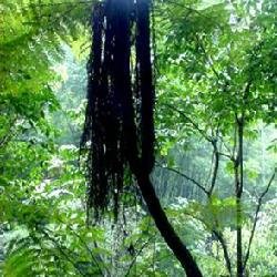 蕈树属的形态特点