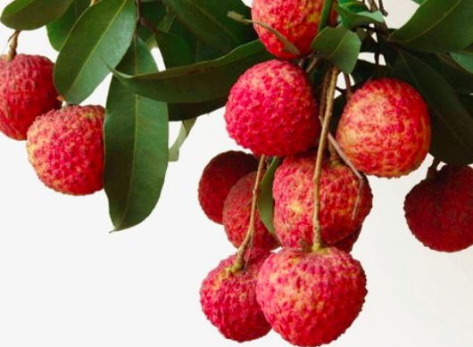 大暑为什么要吃荔枝？