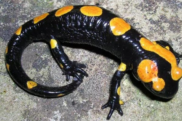 北京海关查获19只活体火蝾螈,这种生物有多可怕?