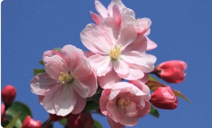 知否知否应是绿肥红瘦红是什么花