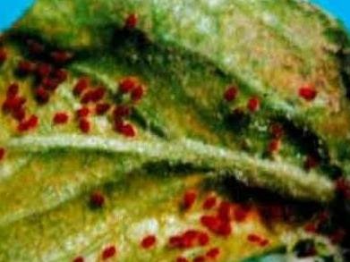 枣树的主要虫害有哪些?怎样防治?