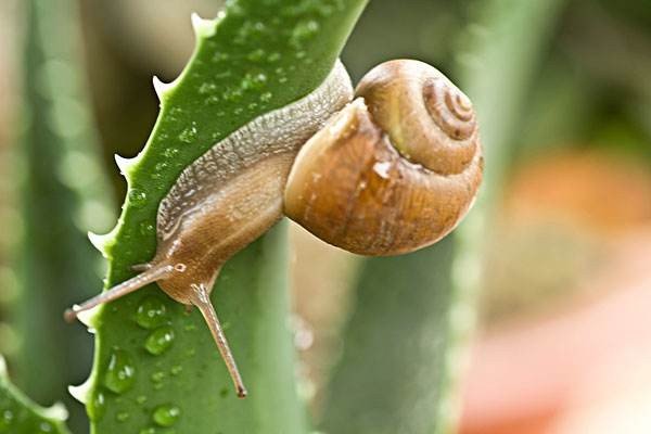 为什么蜗牛不仅在冬天休眠，在夏天也会进行休眠？