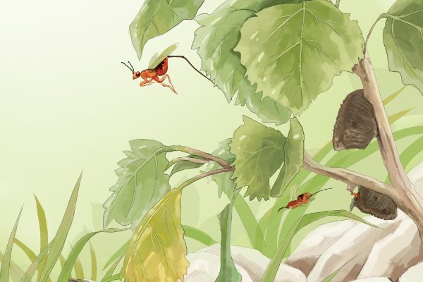 昆虫记手抄报内容 初中