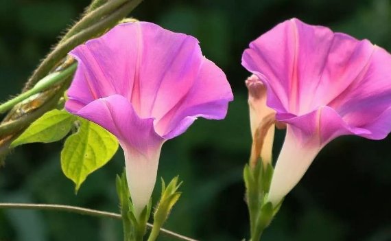 牵牛花开花了.(改成拟人句)