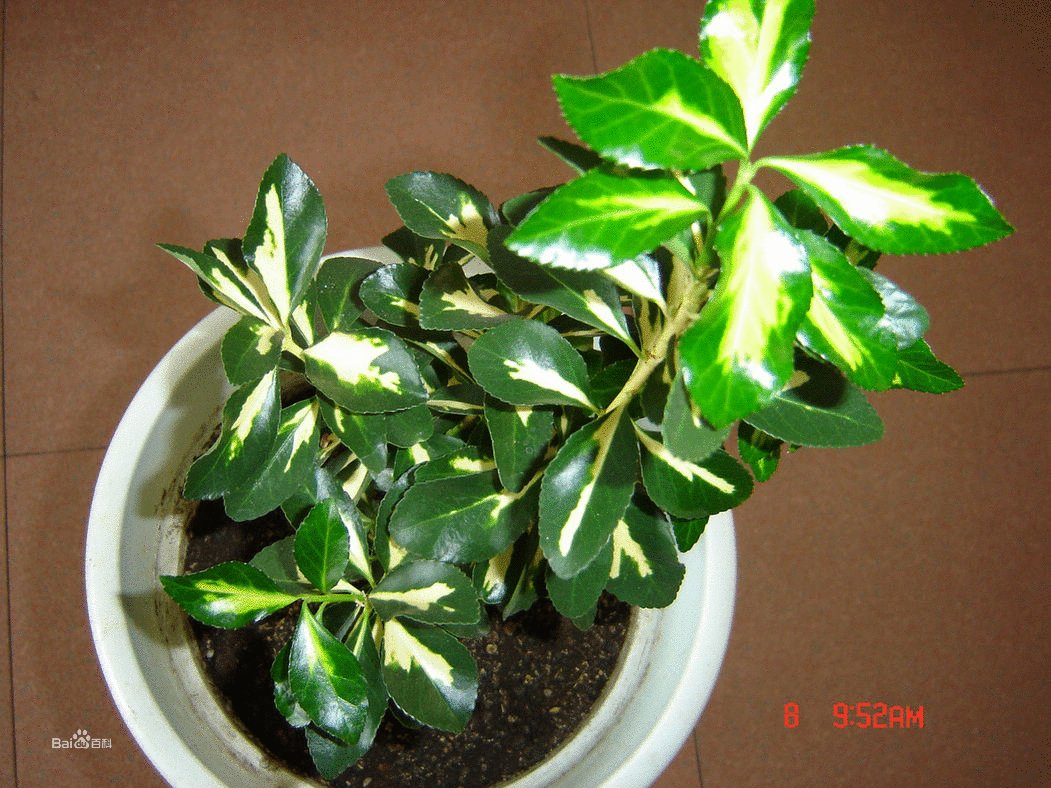 金心黄杨的植物介绍