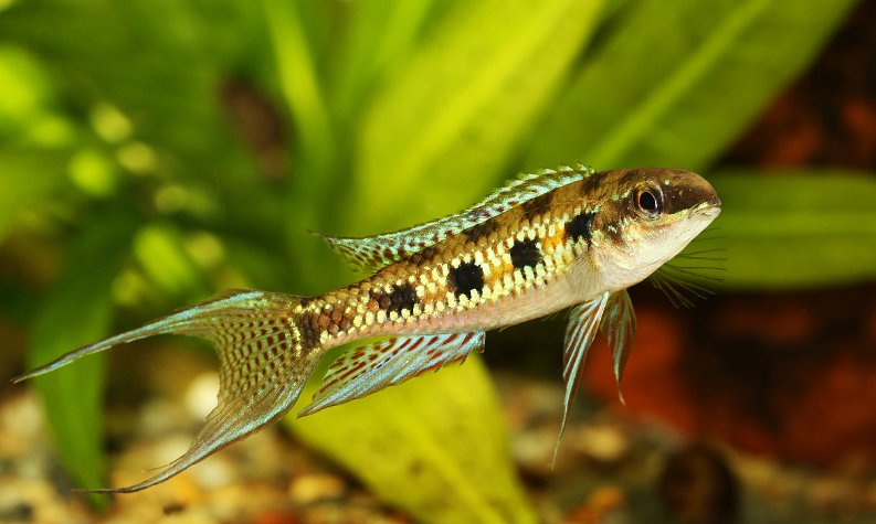 小动物的尾巴有什么作用？