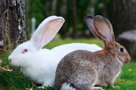 十二生肖排序年龄对照表